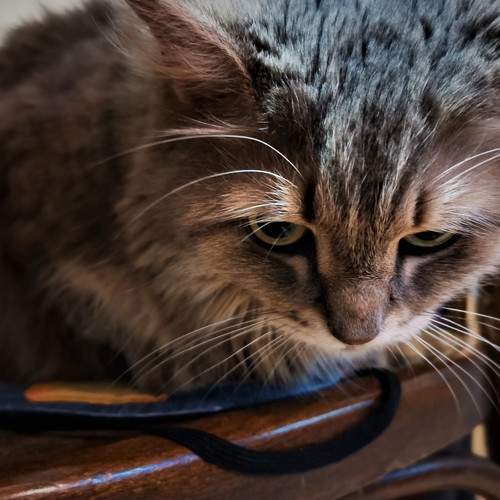 Photo #5581548