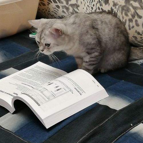 Кот Профессор