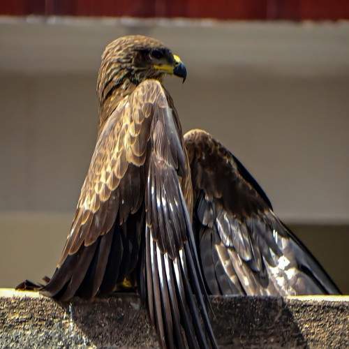 Photo #5589346