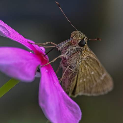 Drinking Nectar