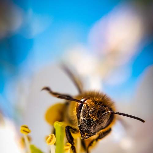 Honeybee