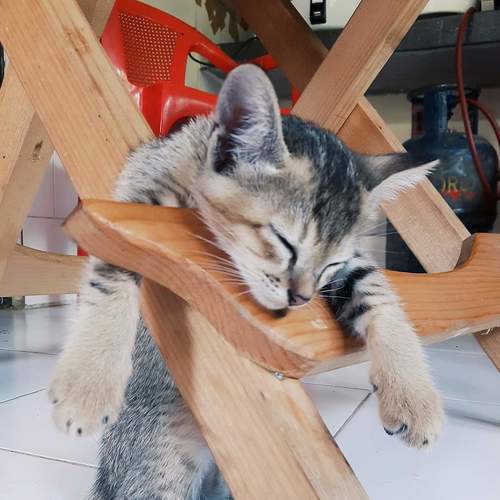 Photo #5590828
