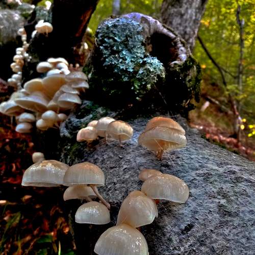 Porcelain fungus