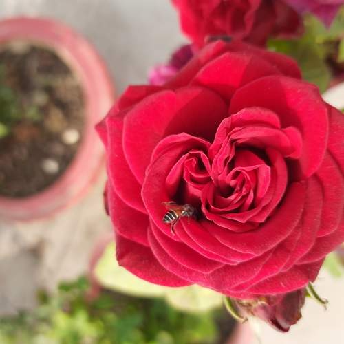 Photo #5593827