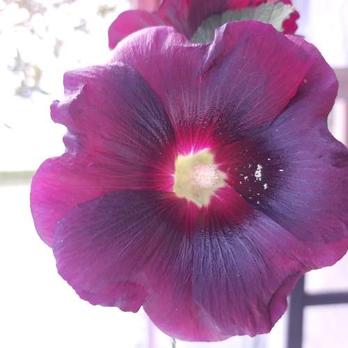 Photo #5593836