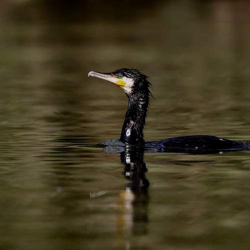 Photo #5597586