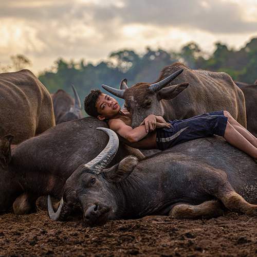 Syukor, the buffalo boy.