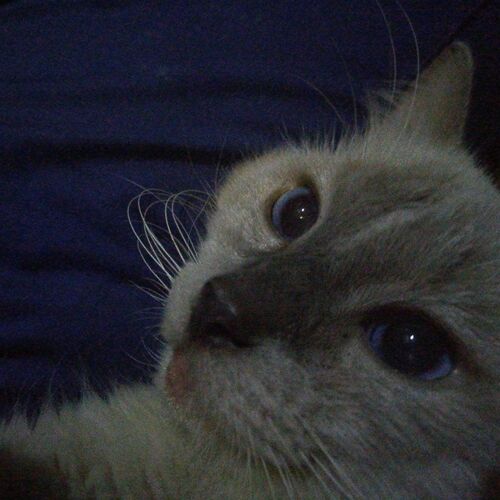 Photo #5603033