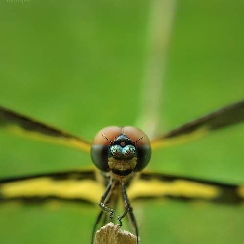 Dragon Fly