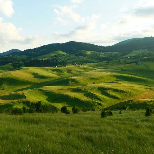 Green waves...