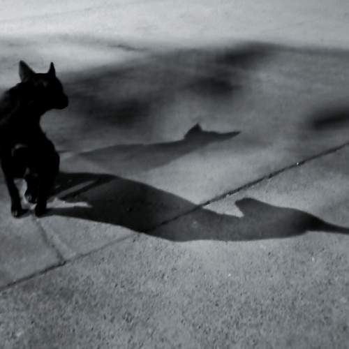 Shadow