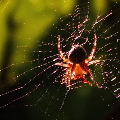 Spider in gold