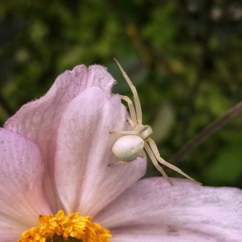 Albino Spider