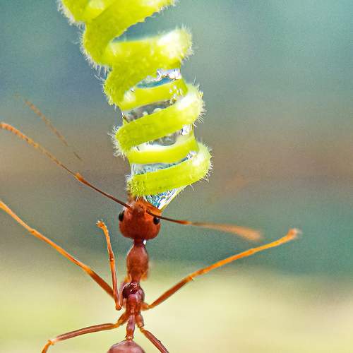 Ant