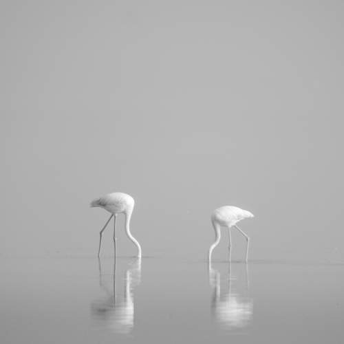Flamingoes in the mist