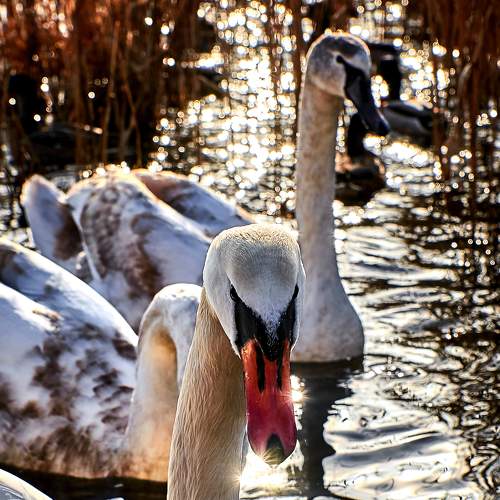 Photo #5621096