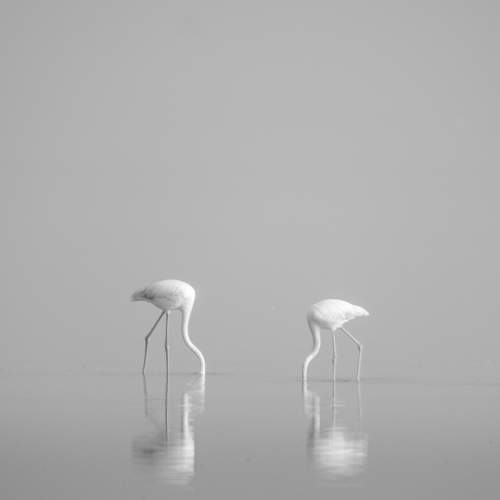 Flamingoes in the mist