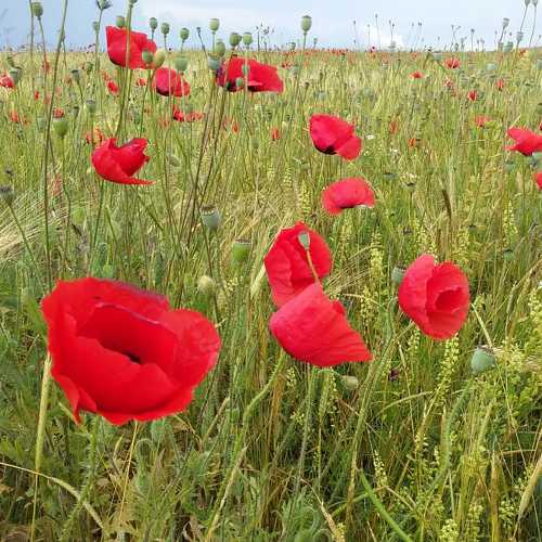 Photo #5628820