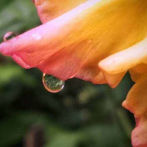 The whole world in one drop
