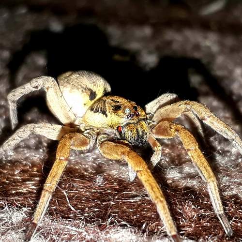 Spider