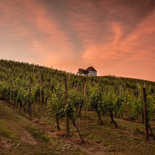 Sunrise over vineyard