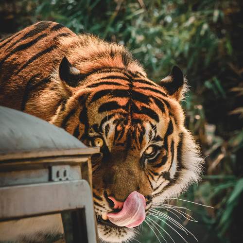 The Tiger in the Zoo