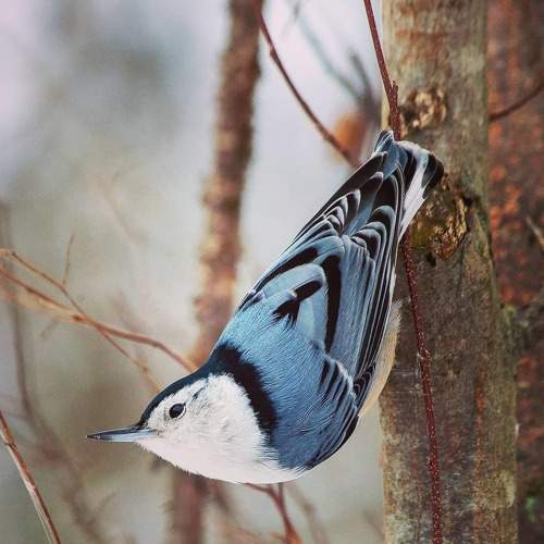 White Breasted Nuthatch