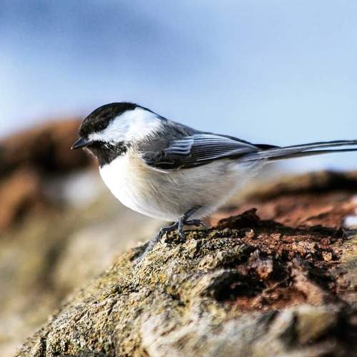 Black-Capped Chickadee