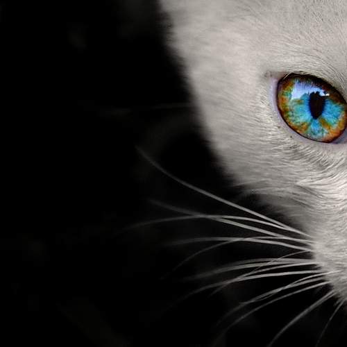 Photo #5647460