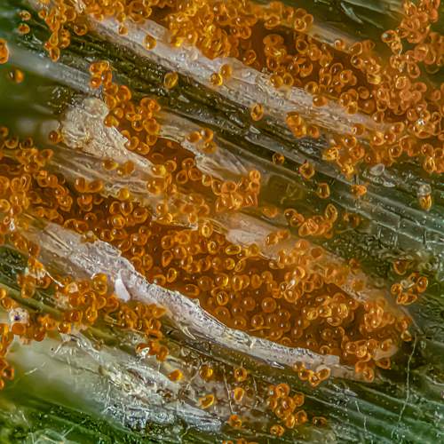 Rust fungi - Uredosori releasing uredospore