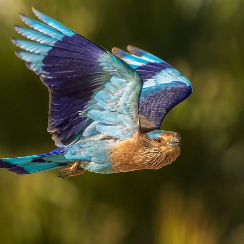 Indian Roller