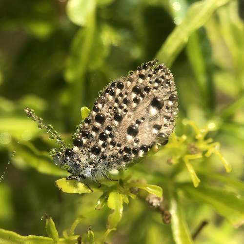 Dew Drop
