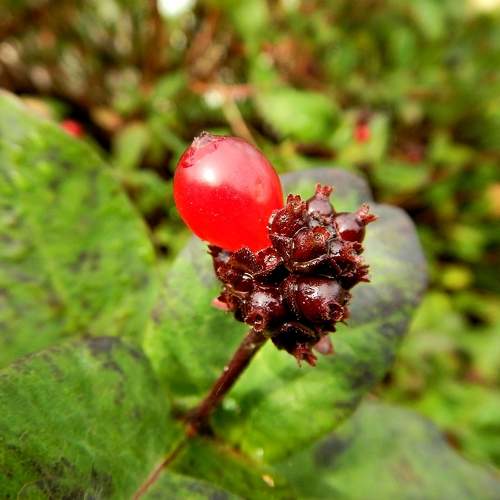 Macro