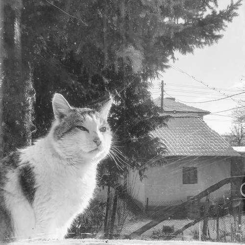 The Cat
