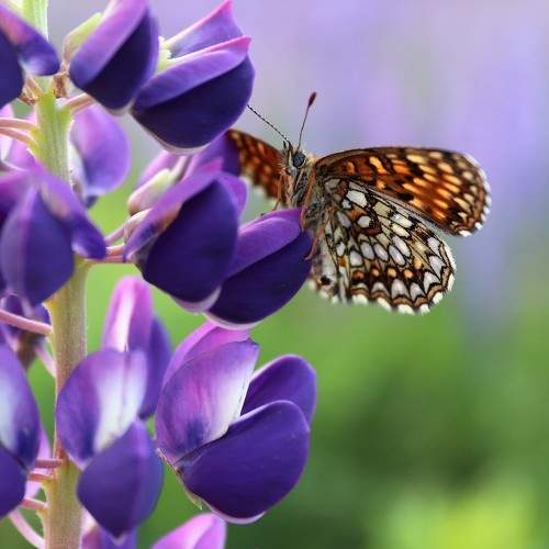 Photo #5658833
