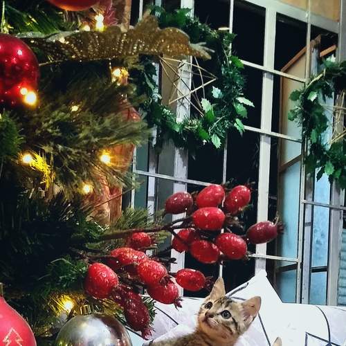 Christmas cats