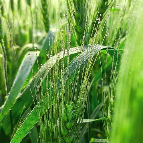 Wheat plant with natural pearls