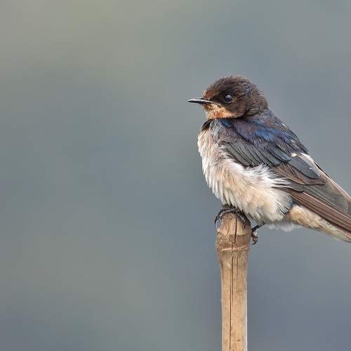 Fascinating Barn Swallow enjoying the last light of setting Sun after it's busy schedule..