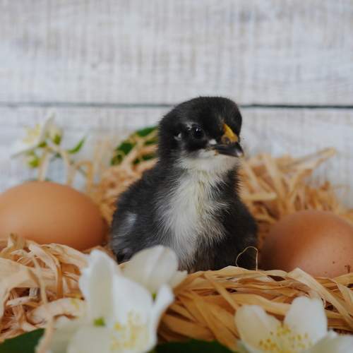Photo #5667075