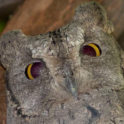 eyes