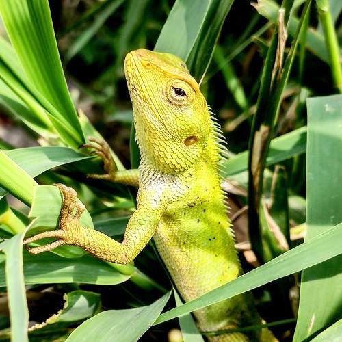 Chameleon