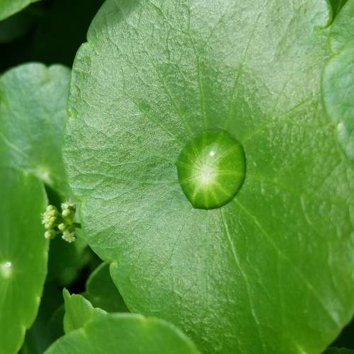 Drop of water