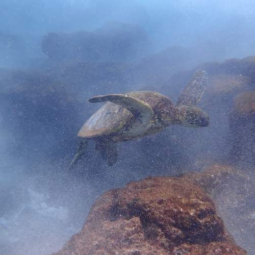 turtle and volcano