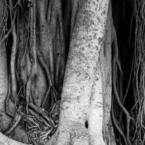 Roots