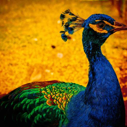 Beauty of a Peacock