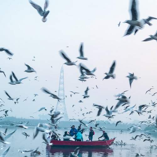 seagulls