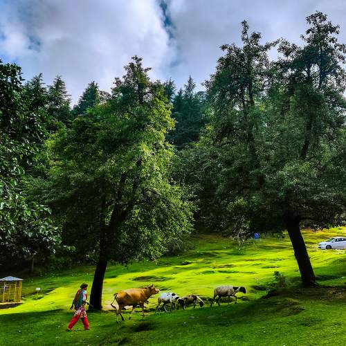 Life in Himalayas