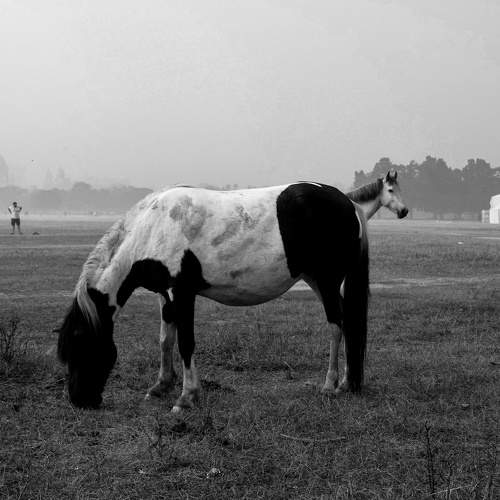 Horse from a horse