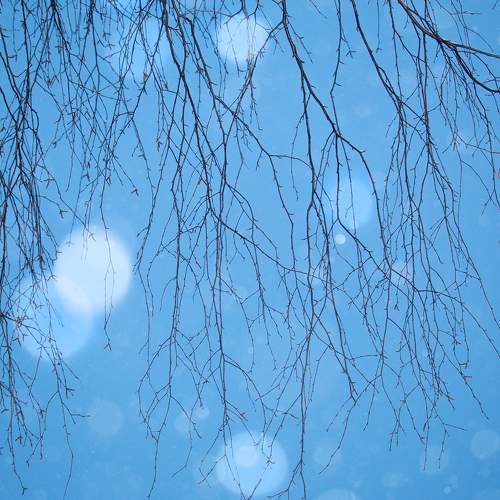 Три цвета березы