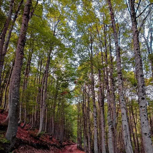 Jablanica Forest